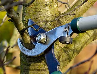 Pruning by big cutters.