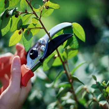 Pruning by small clippers.